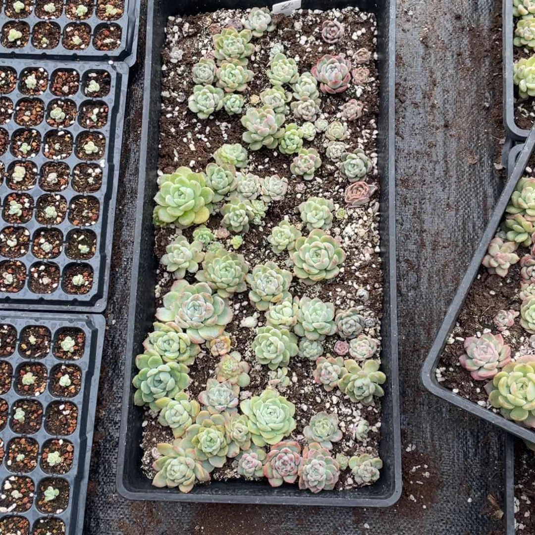 b71欧泊珍妮脱土发不包售后不包保温