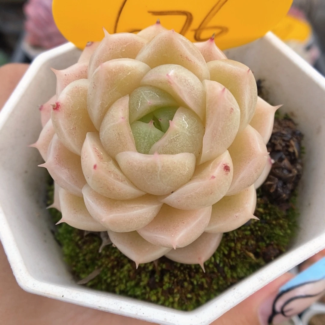 油透麦秆可拍676号。