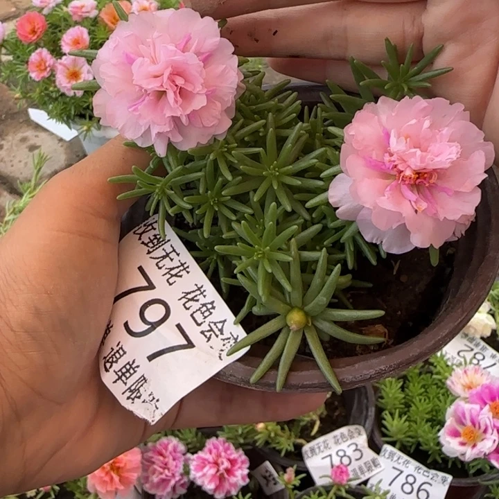 无花朵797超小苗盆口10cm