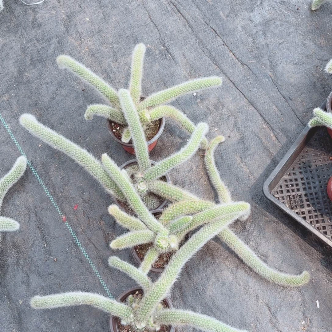 九尾狐四棵包邮包邮包邮包邮