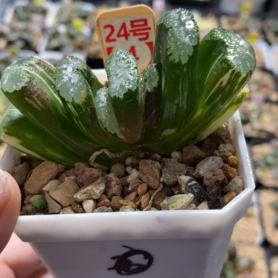 24-4荒姬玉扇锦一物一图