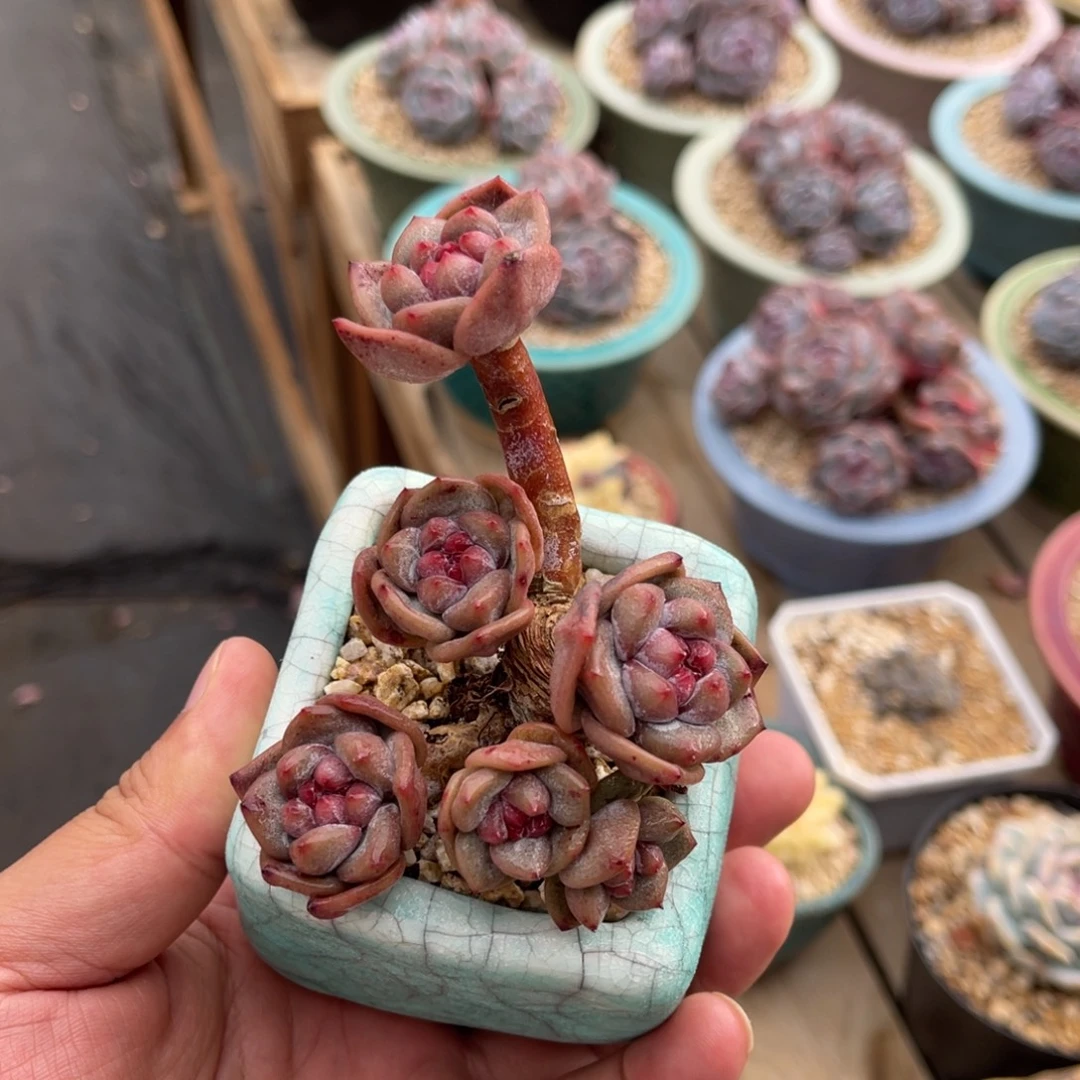 一物一拍不支持退换