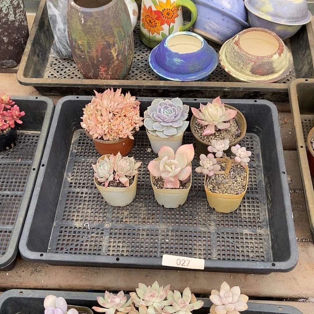 027号组合套餐多肉六颗脱土发货