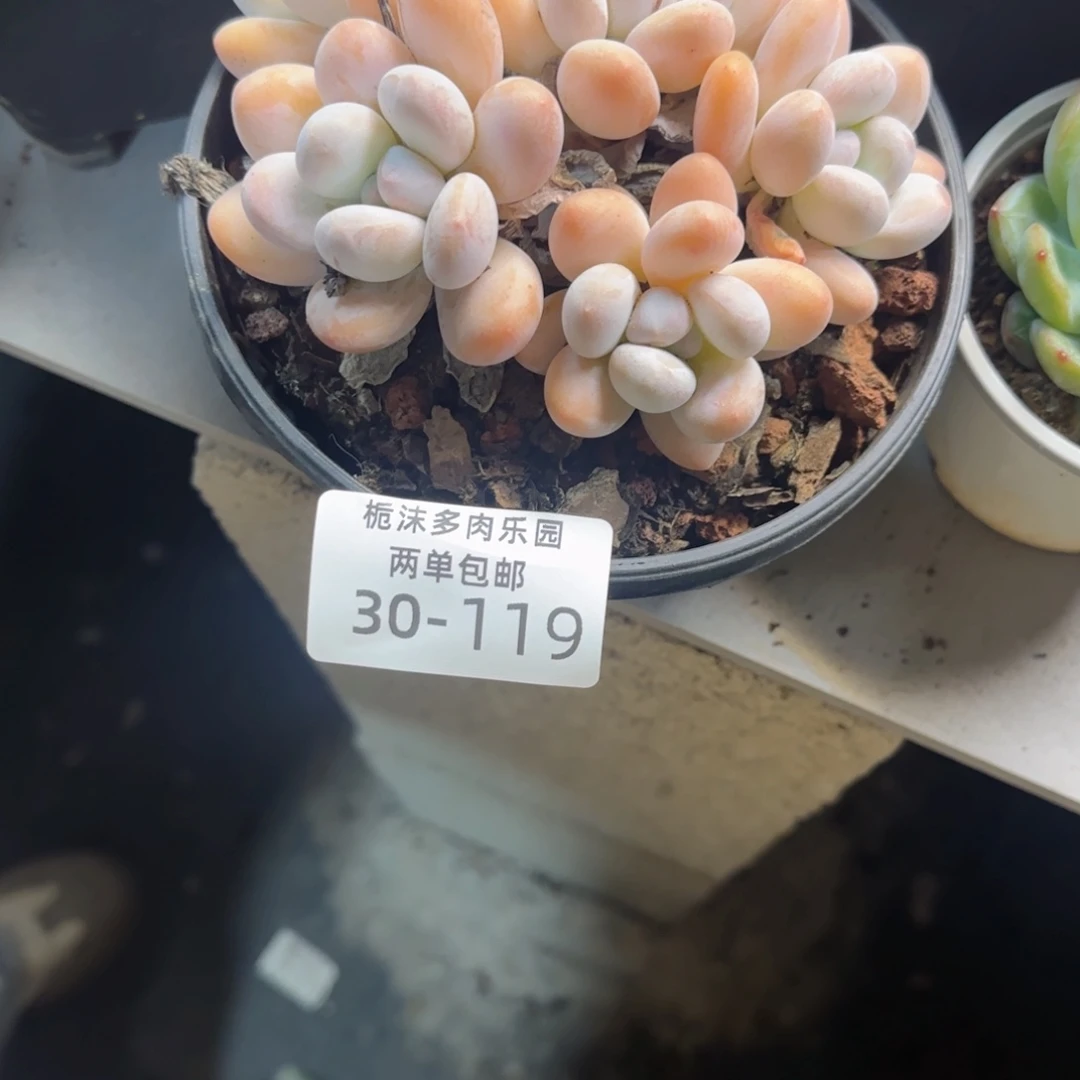 愿***意30-119香水多肉植物