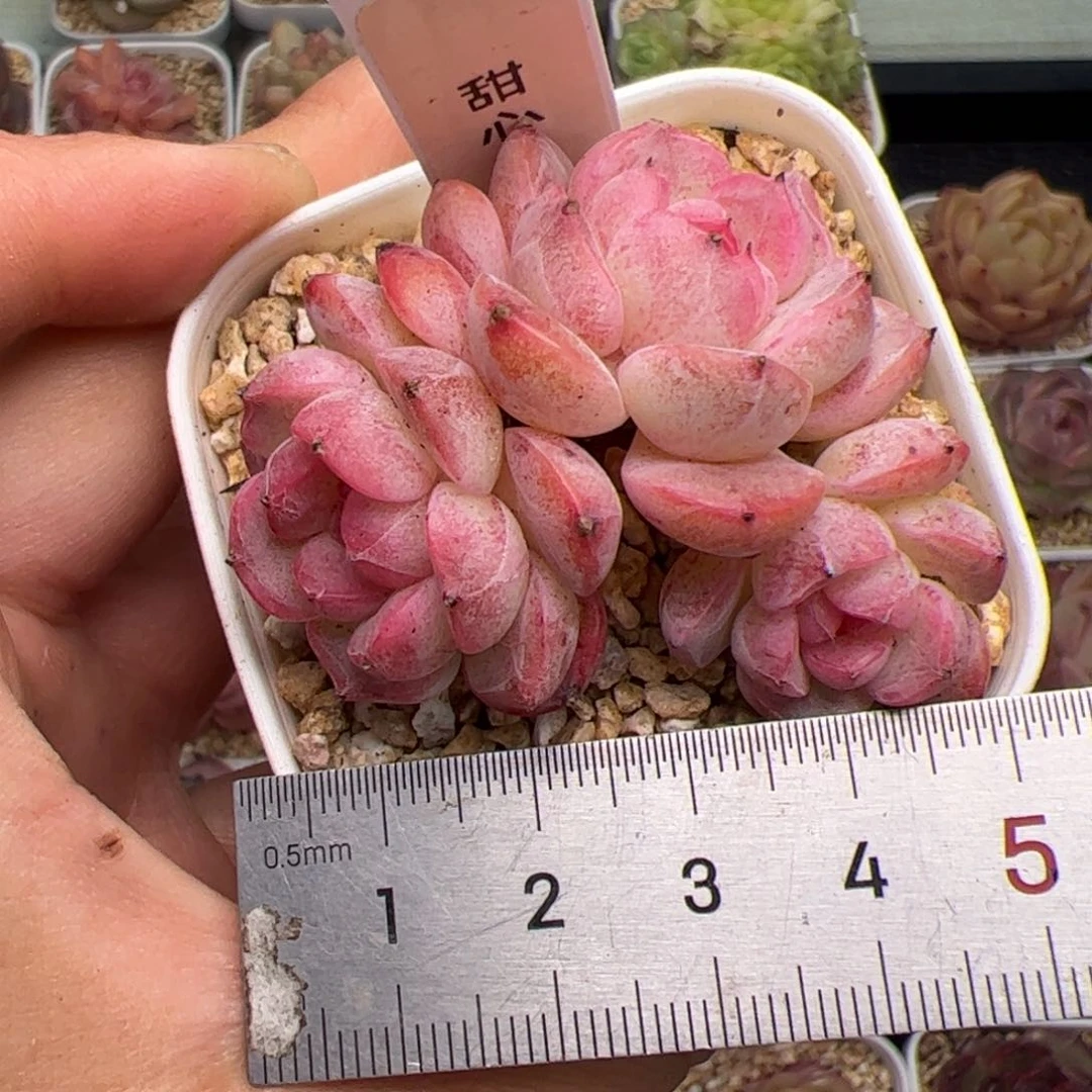?***子521 多肉植物组合