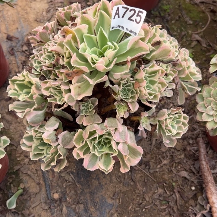 微瑕白凤多肉植物725.