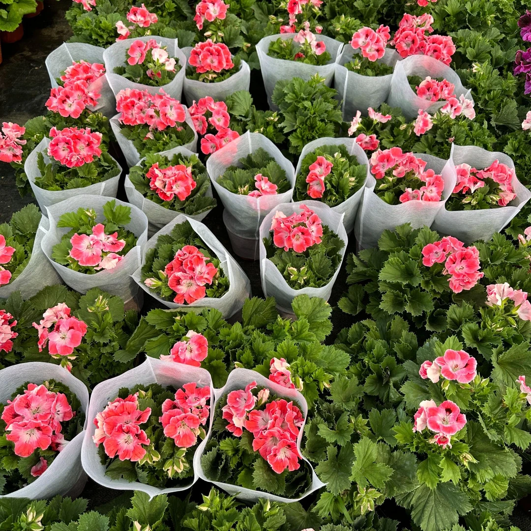 【蝴蝶梅南通天】鲜花花卉绿植盆栽