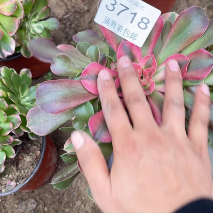 3718香妃的人多肉的