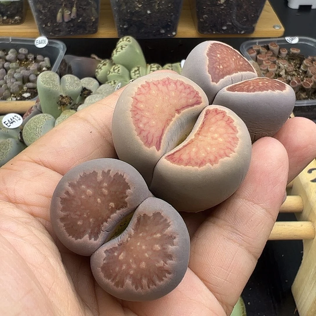 4417巨型菊有伤福利3.5厘米