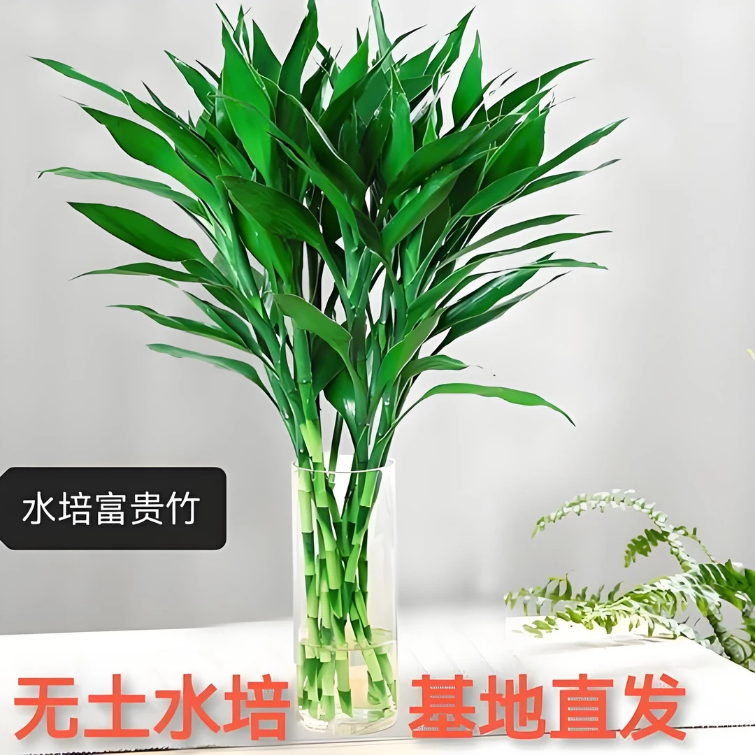 基地精选70 - 90厘米富贵竹水培植物室内客厅净化空气绿植
