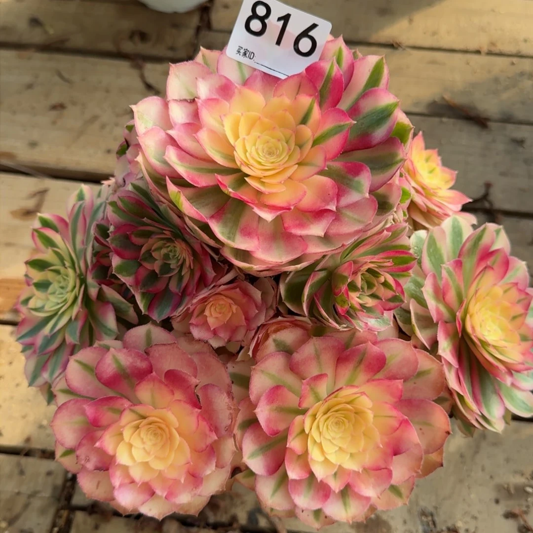 【闪购商品】816多肉