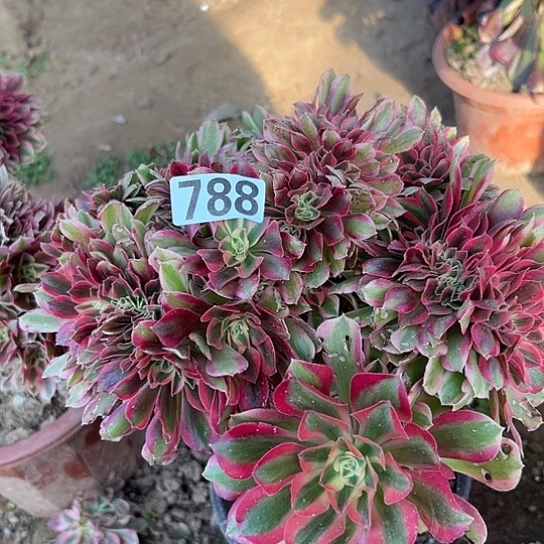 清***青多肉植物一个女巫788