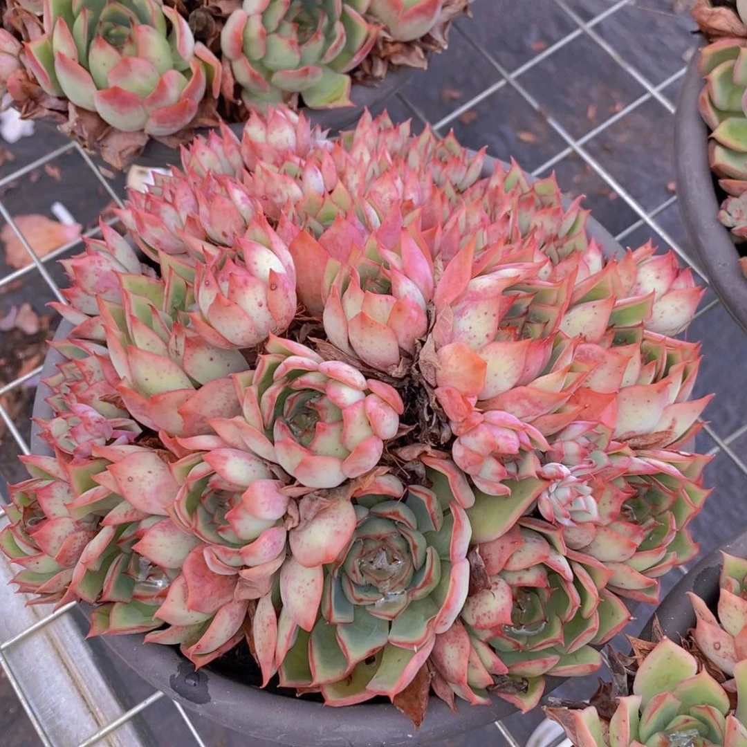 宝莲灯多头大盆群生