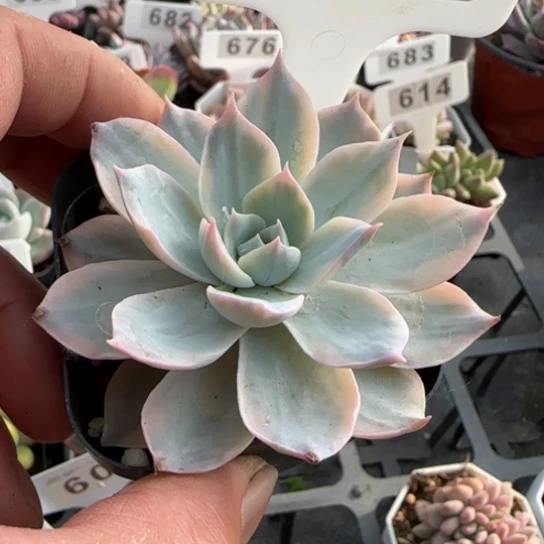640皮氏锦一物一拍多肉