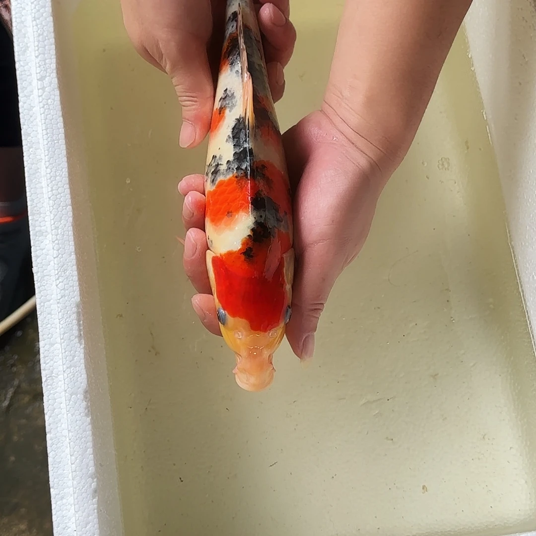 渔悦锦鲤四选大正一尾