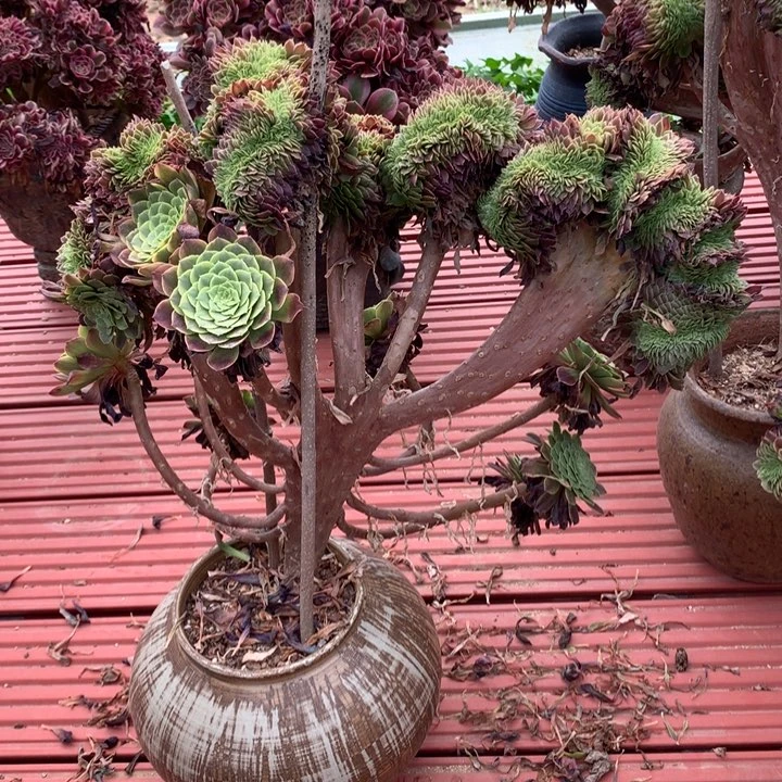 嘉年华朵朵脱土不带盆