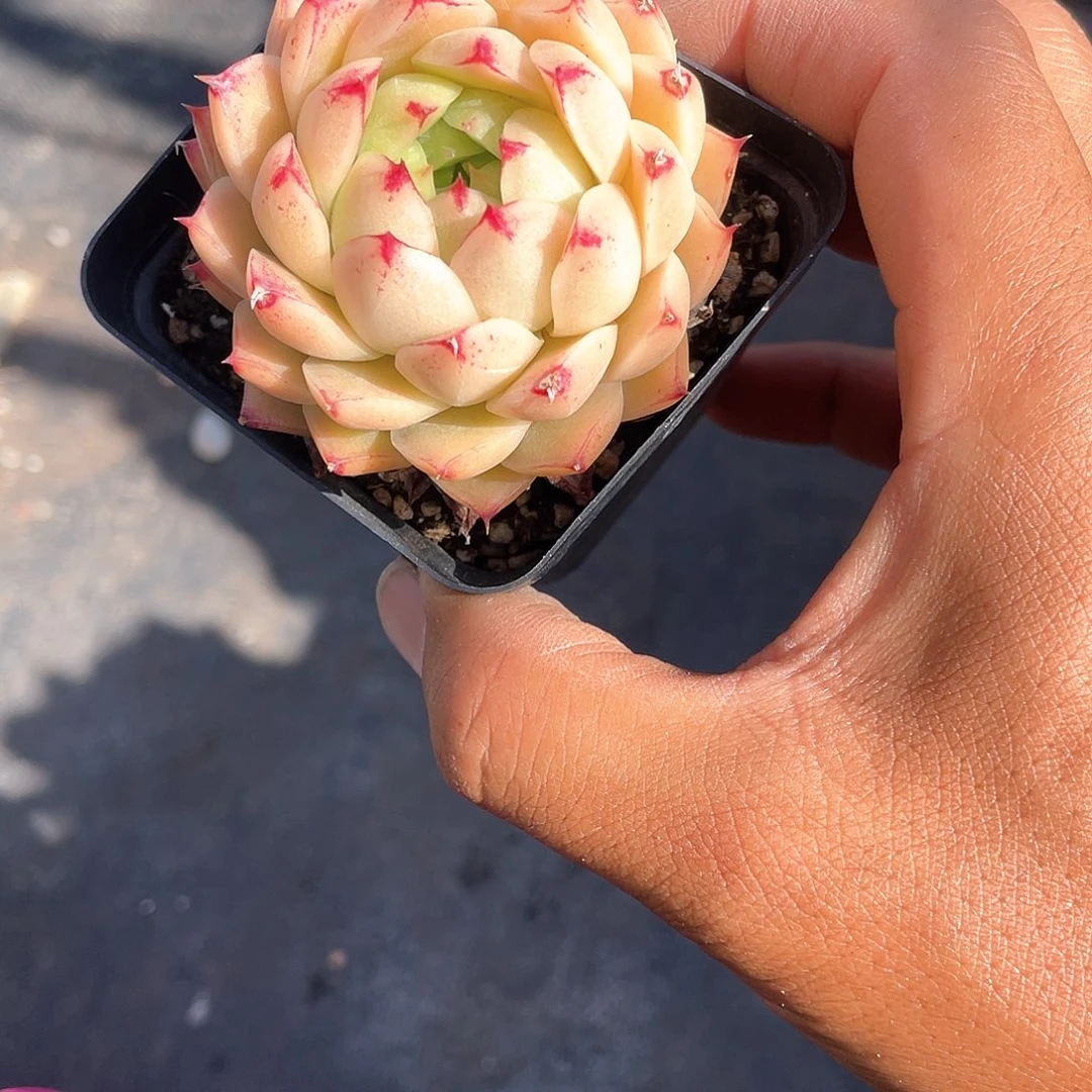 余****细草炭加封妃多肉