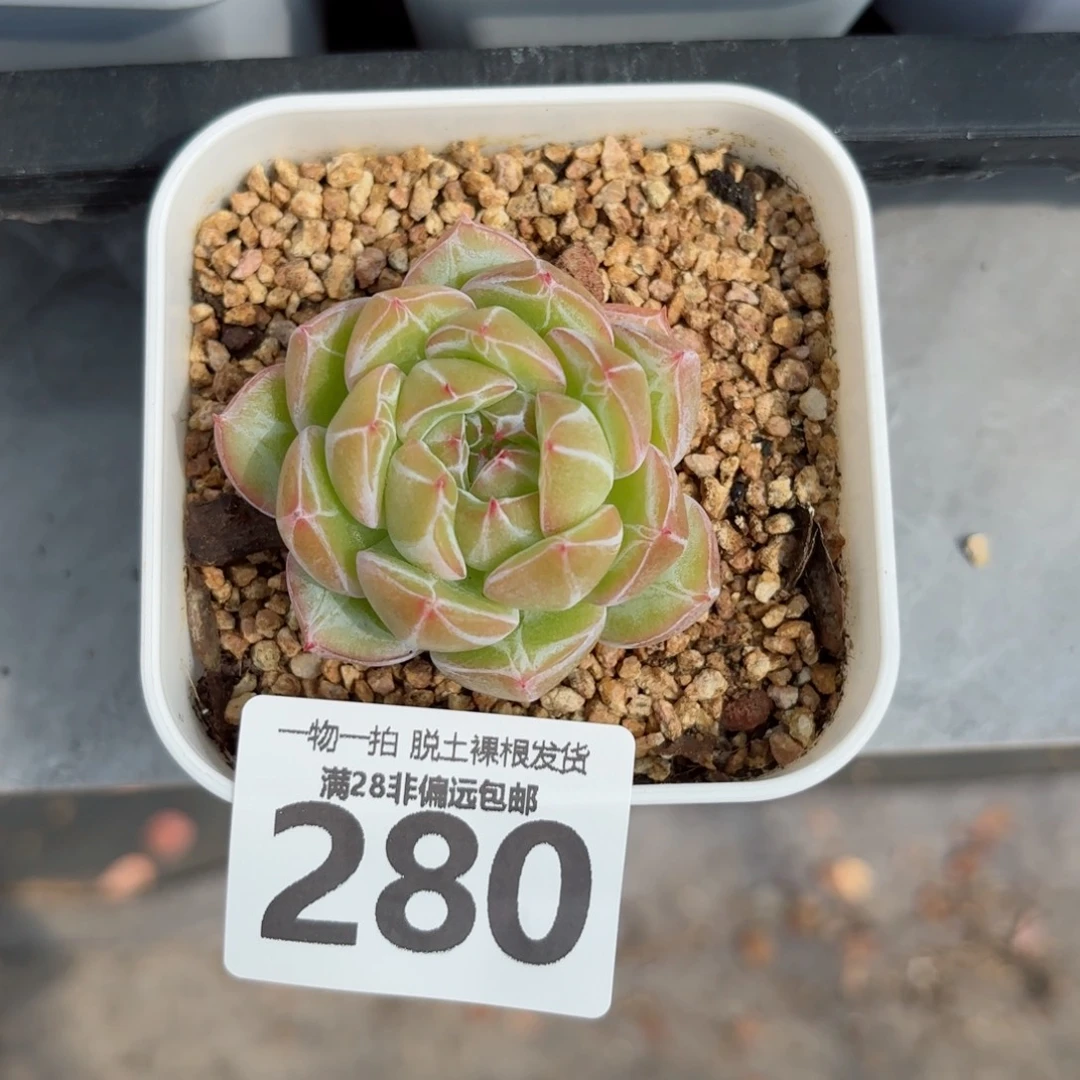 雪花珍妮单头无盆土发货