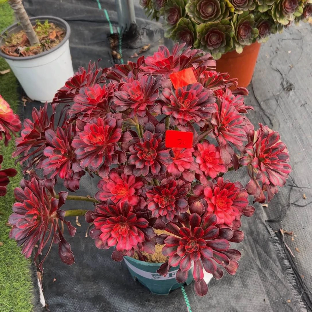 1512炖肉植物香丛林