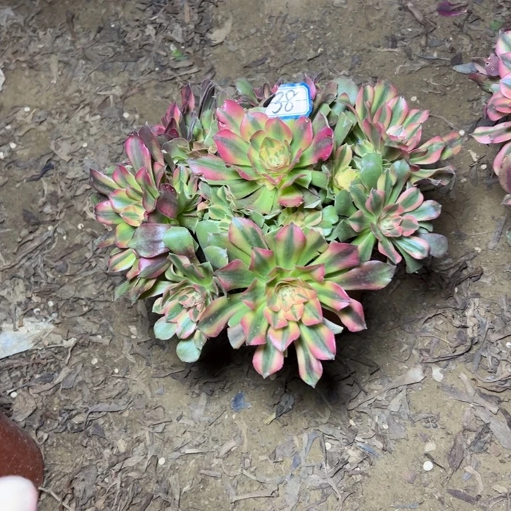 多肉植物洛神法师38