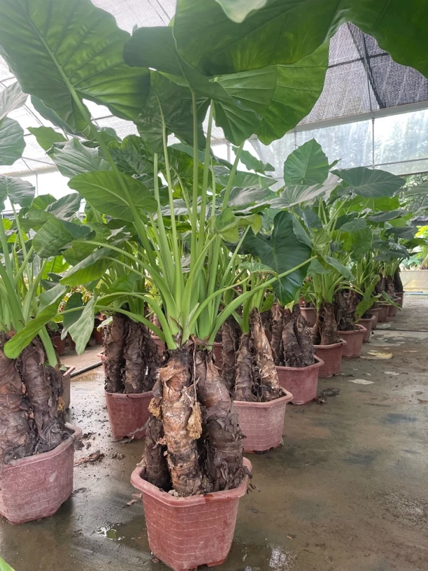 绿植盆景可净化空气吸甲醛适合新房