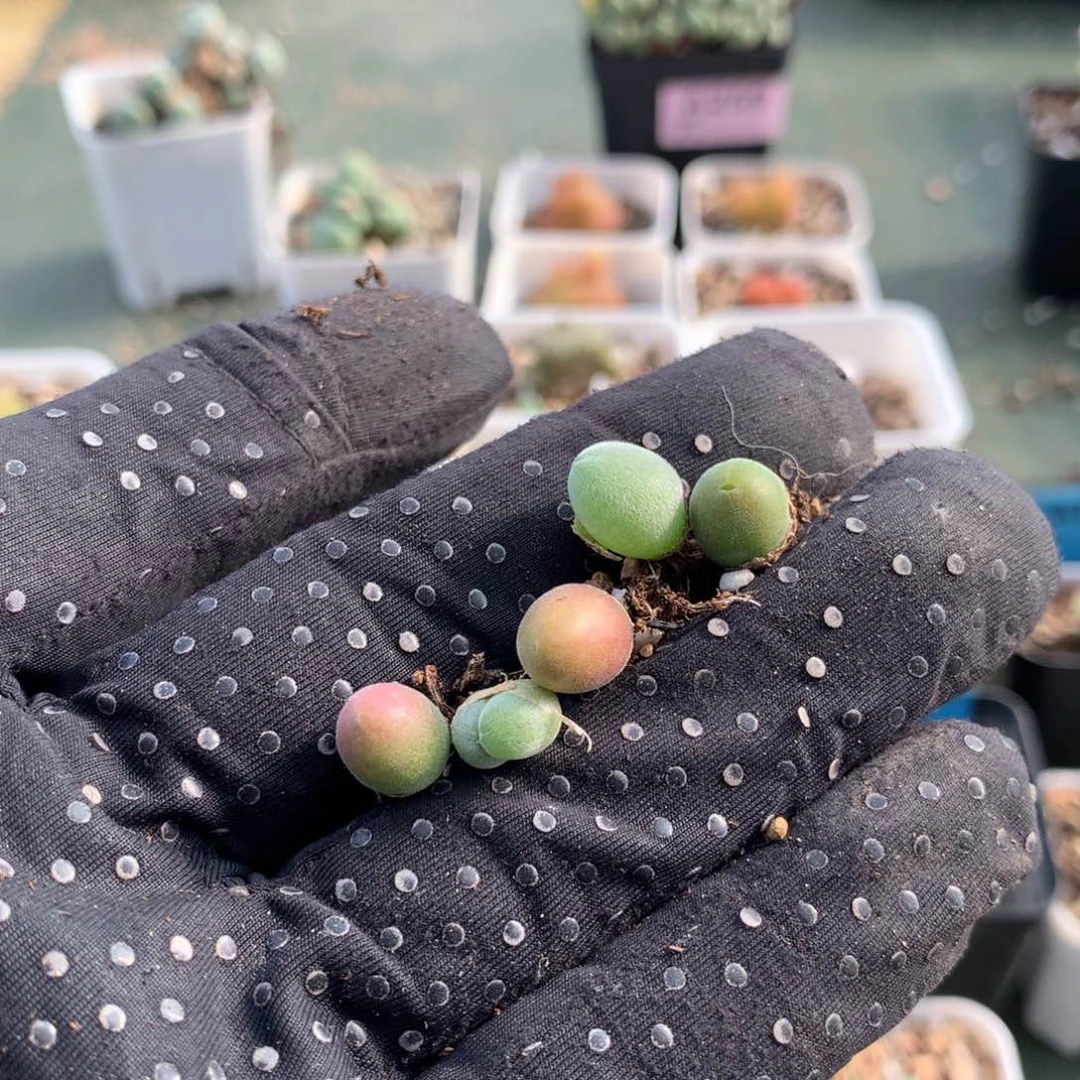 冉****啦a402宝辉一组五颗