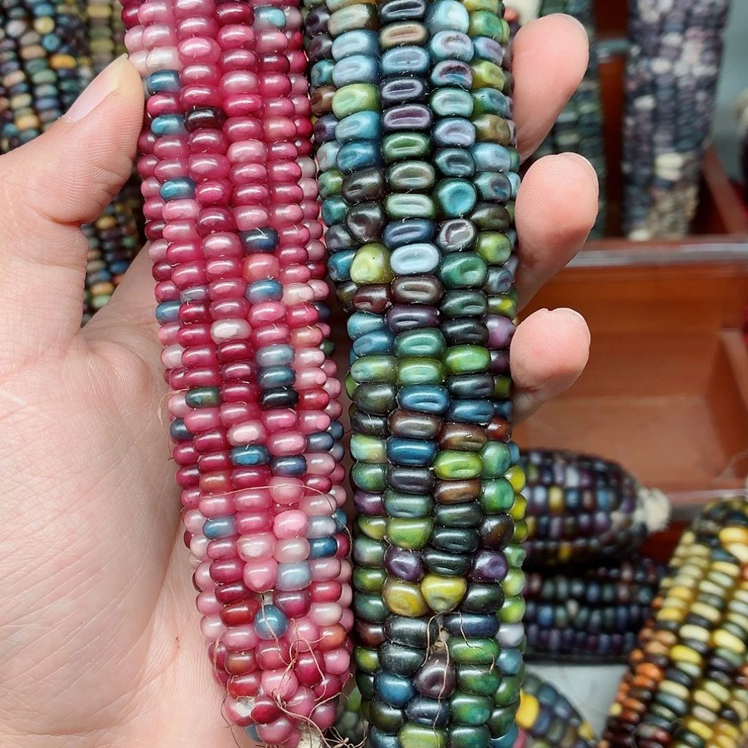 ****活吊坠白玉菩提文玩玉米毛料精品