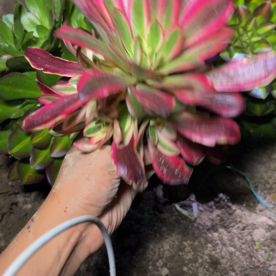 美杜莎多肉植物捧花的送的