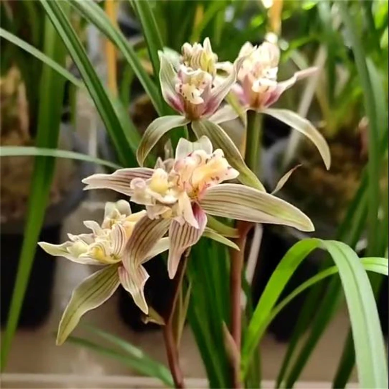 莲瓣兰国色天香带花苞浓香兰花苗客厅阳台室内花卉植物好养原生苗