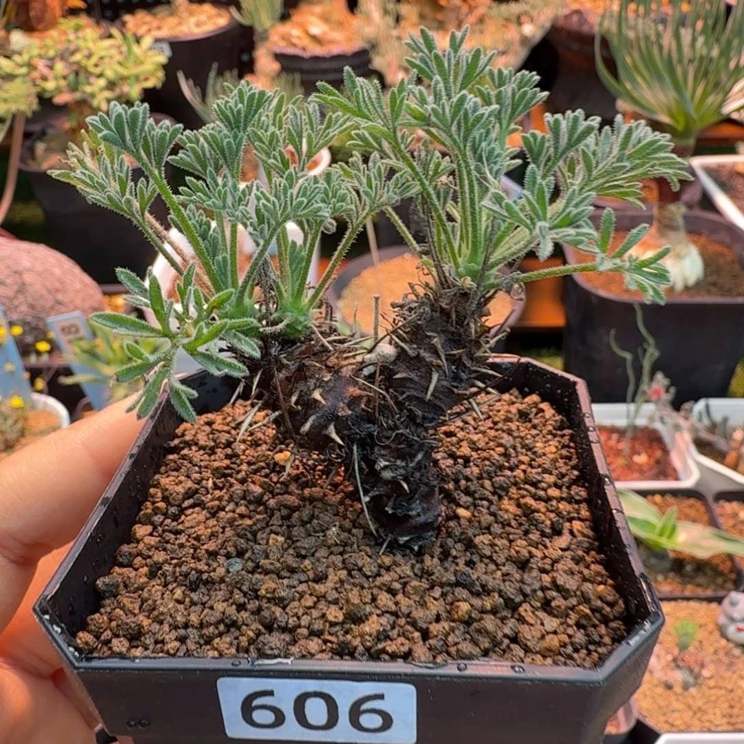 刺猬洋葵606 仙人球