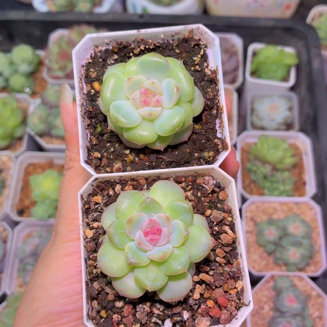 琴心多肉植物特价单头