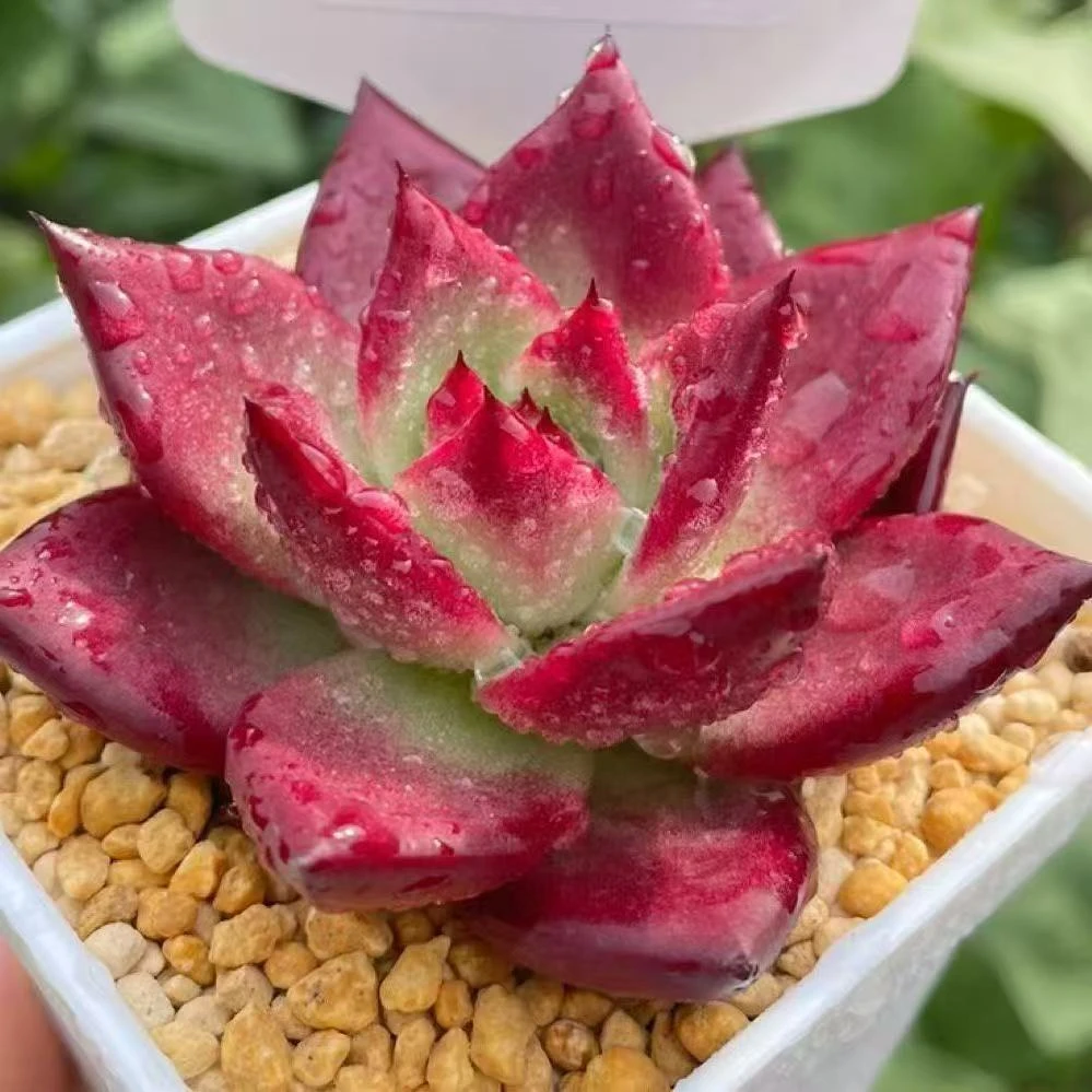 2王小二多肉罗宾全店多肉任意拍满2单发货 拍满5单送一包吡虫啉