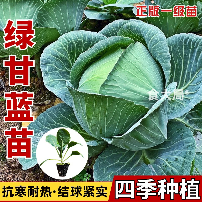 甘蓝苗秧包菜苗卷心菜秧苗种子绿甘蓝苗甘蓝菜苗秧四季种植甘蓝苗