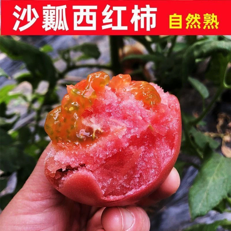 老品种自然熟沙瓤西红柿新鲜多汁可当水果生吃