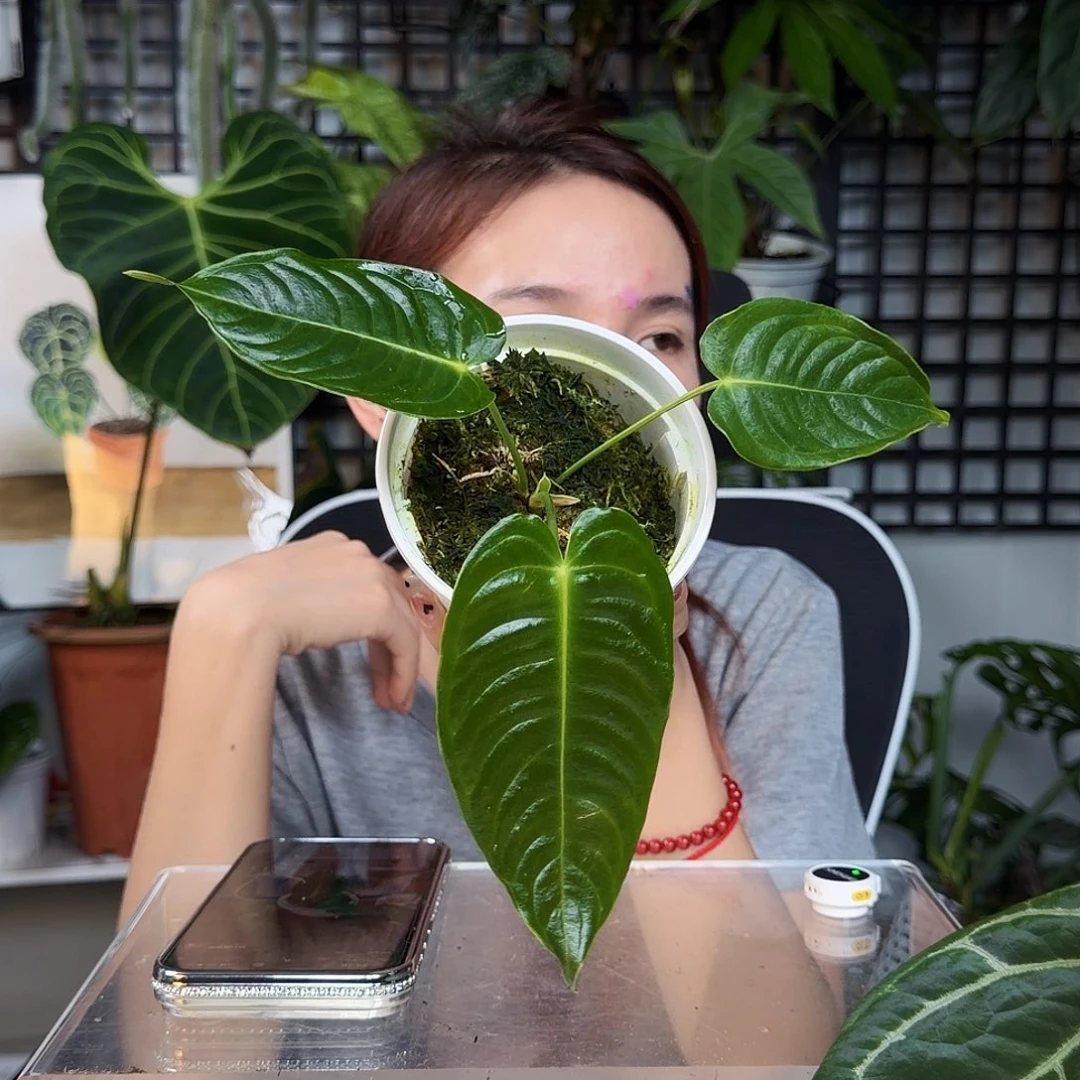 完全开放L68 火鹤王