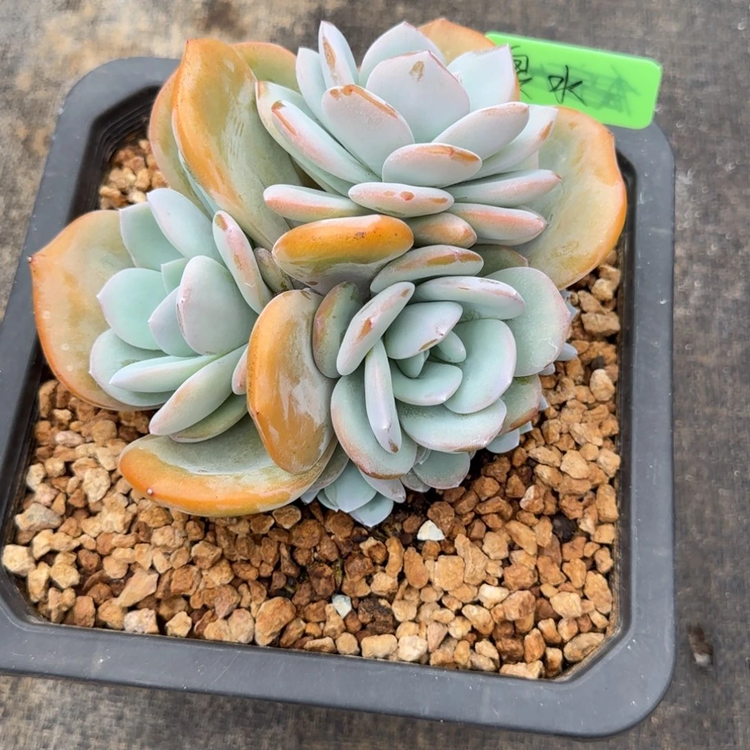 奶茶多肉植物多肉