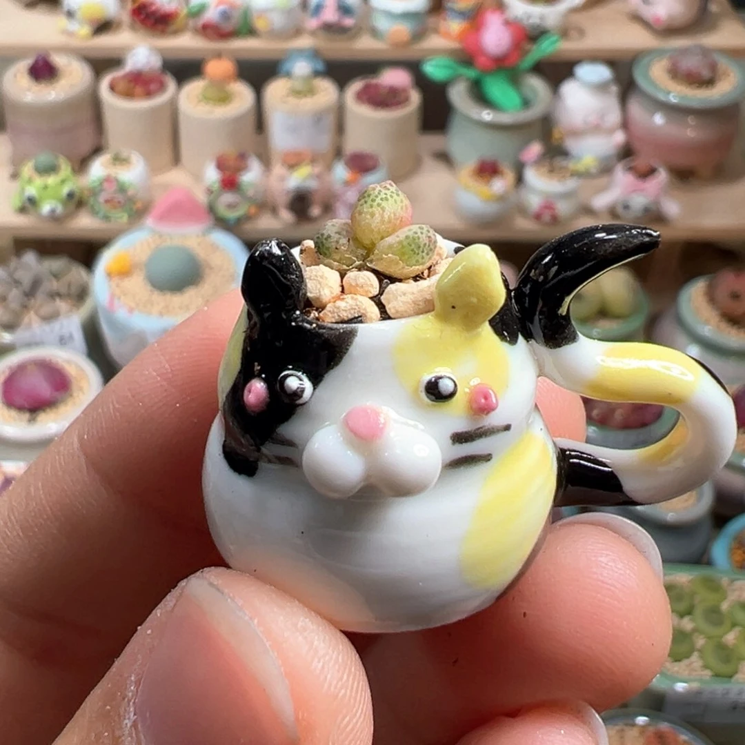 多肉植物97号拇指盆