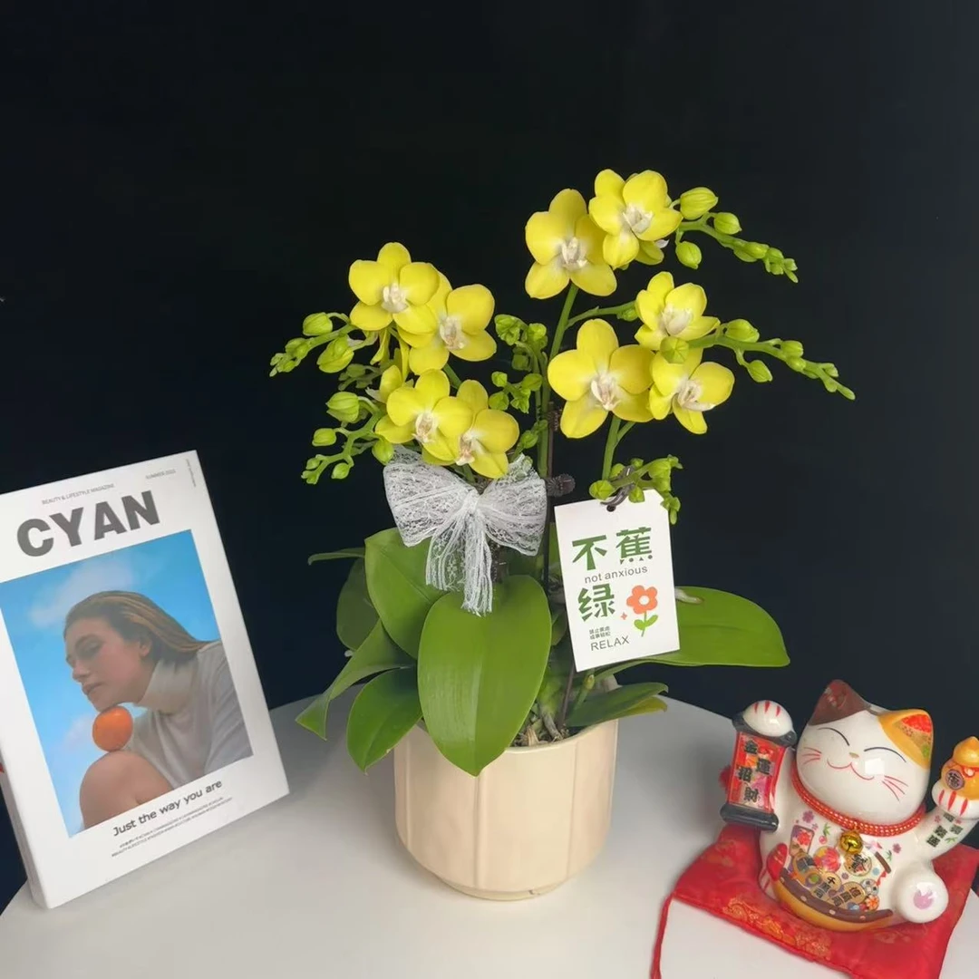 《薄荷糖》绿色系 精品蝴蝶兰 耐开好养 轻奢高级