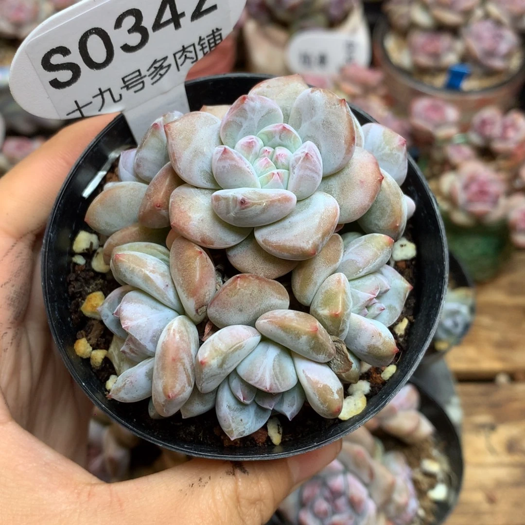 S0342 突尼斯 7cm 模特同款