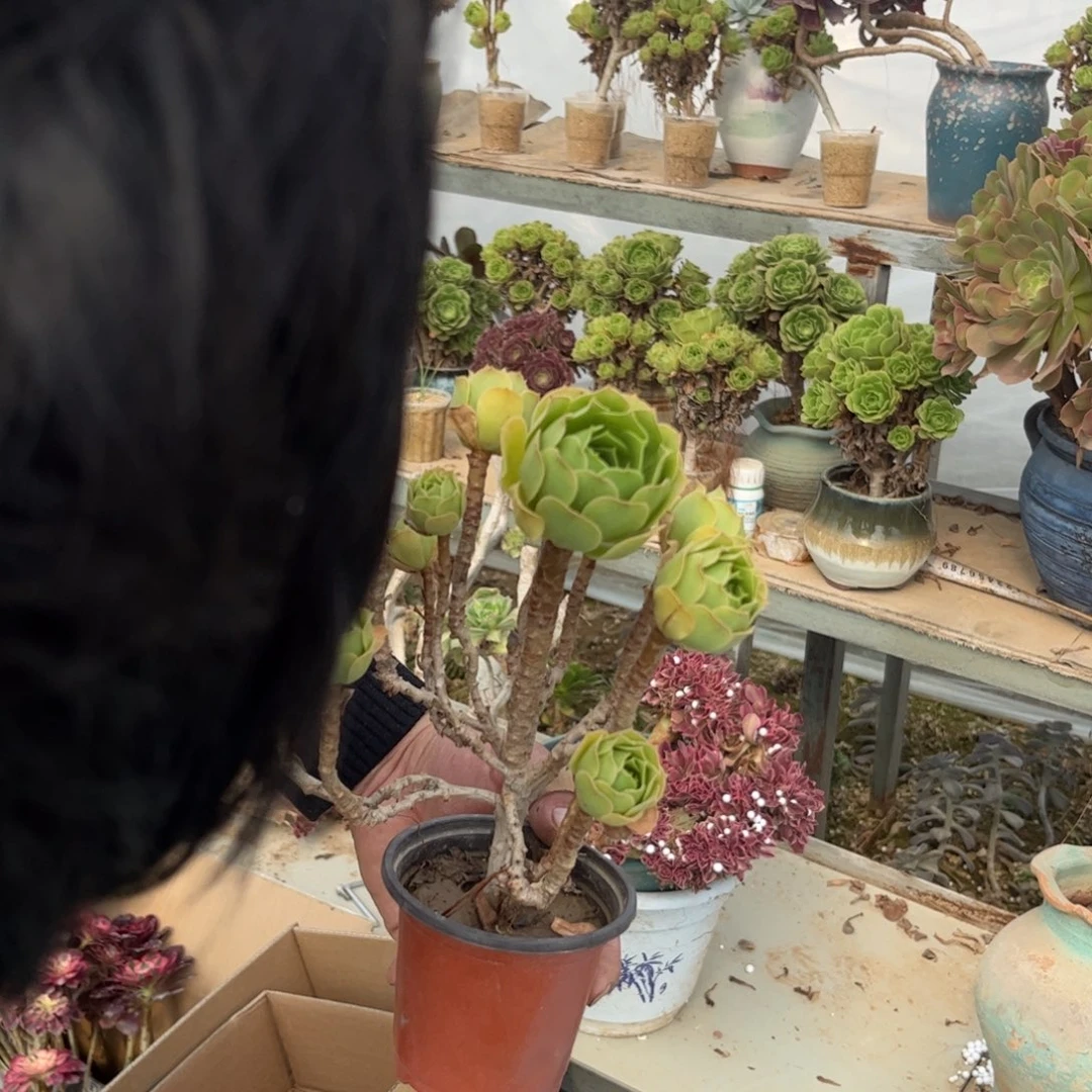 微**绿羊绒多肉植物法师