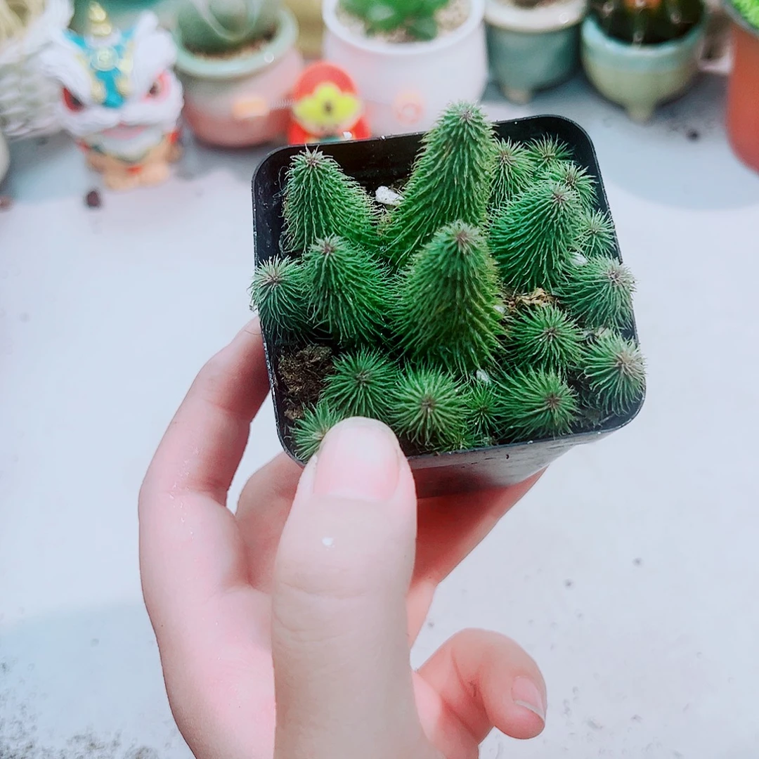 阿修罗多肉植物1盆