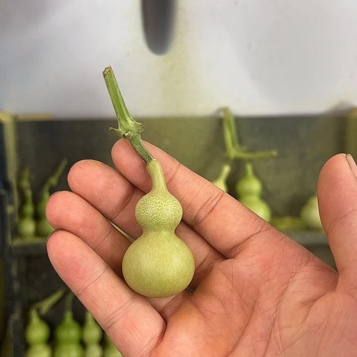 ╰***憶天津嘴儿葫芦葫芦
