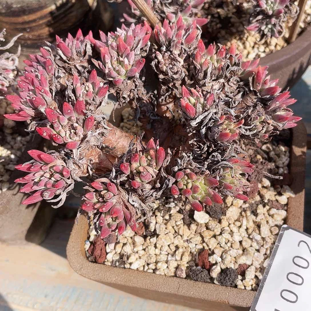 绿菊老桩多头群生10002