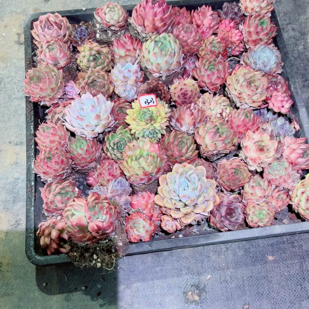 微***王精品多肉植物老桩