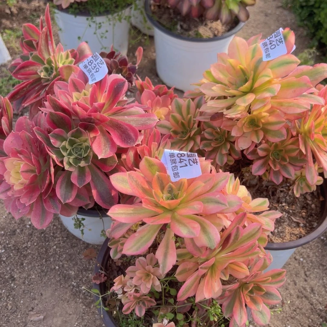 大**伊粉水晶维纳两颗组839-40-41