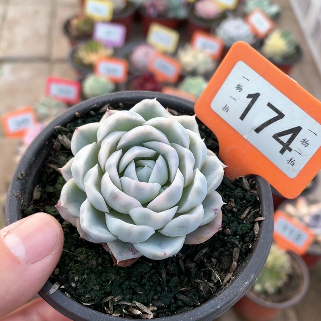 【闪购商品】174号