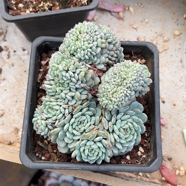 白胖子群生缀化多肉