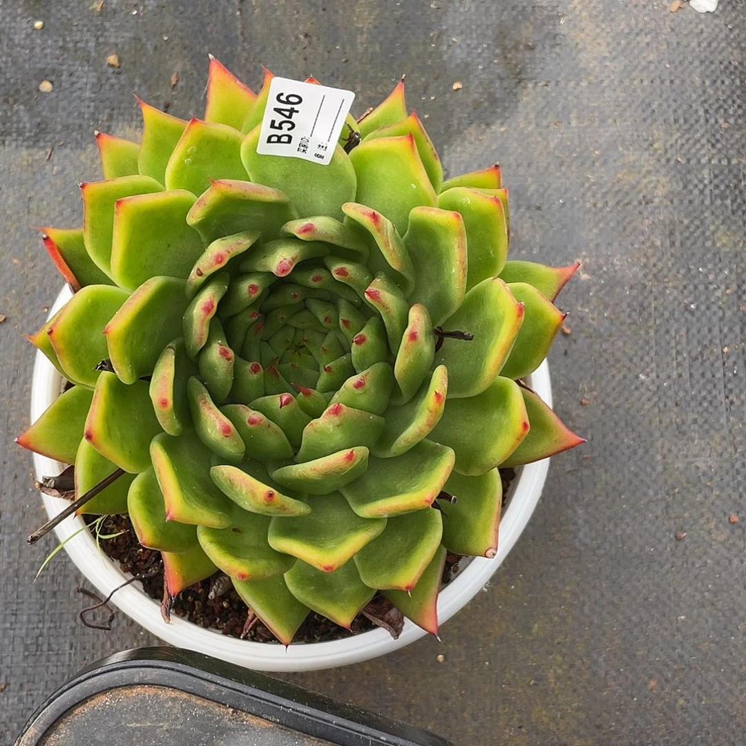 若如东云单拍B546