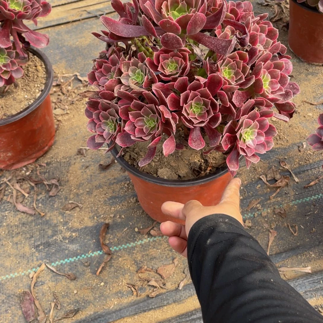 214金丝雀法师多肉断枝不包