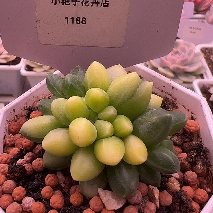 1188号千代田锦多肉